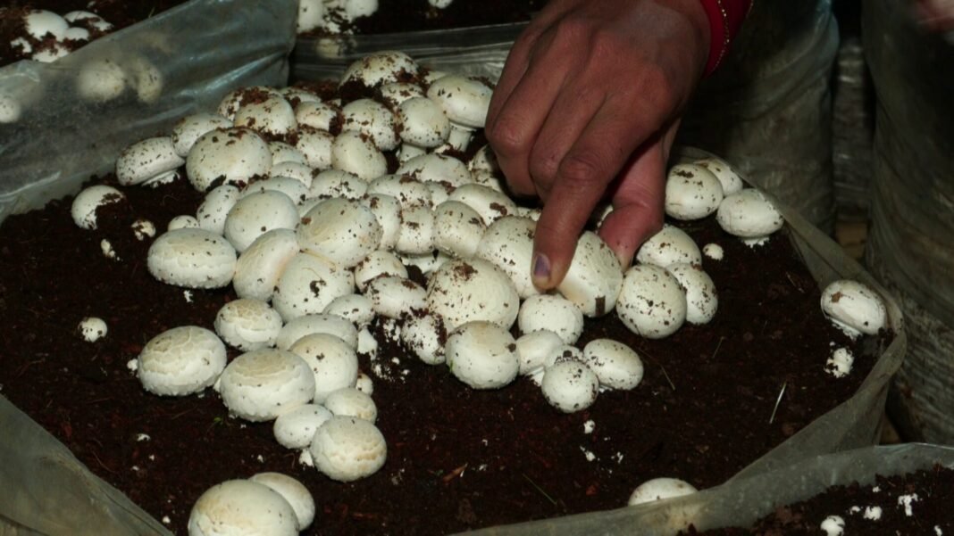 Mushroom farming boost in Jammu and Kashmir’s Kathua