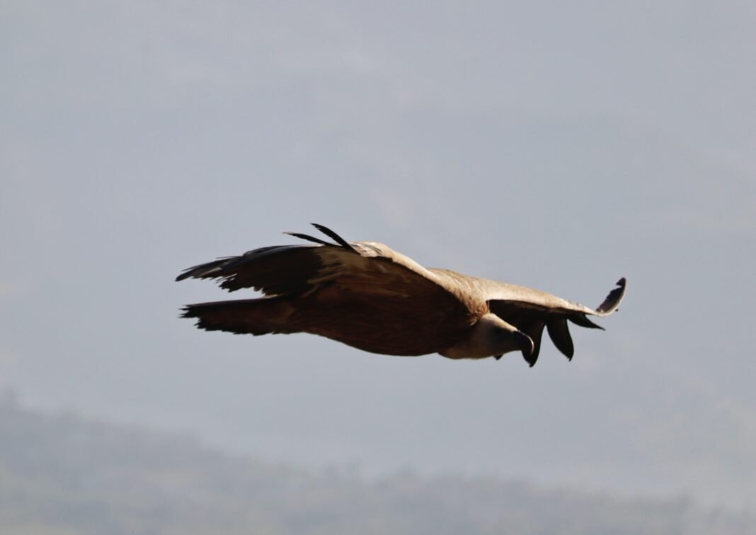 Majestic Himalayan Vulture soaring high above the serene skies of Mendhar, a true symbol of freedom and resilience.”