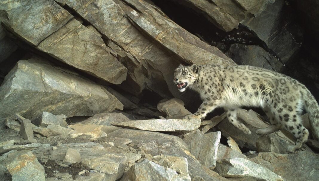 Leopards Terrorize Gulabgarh-Paddar residents: Inhabitants urge Wildlife Department to act swiftly