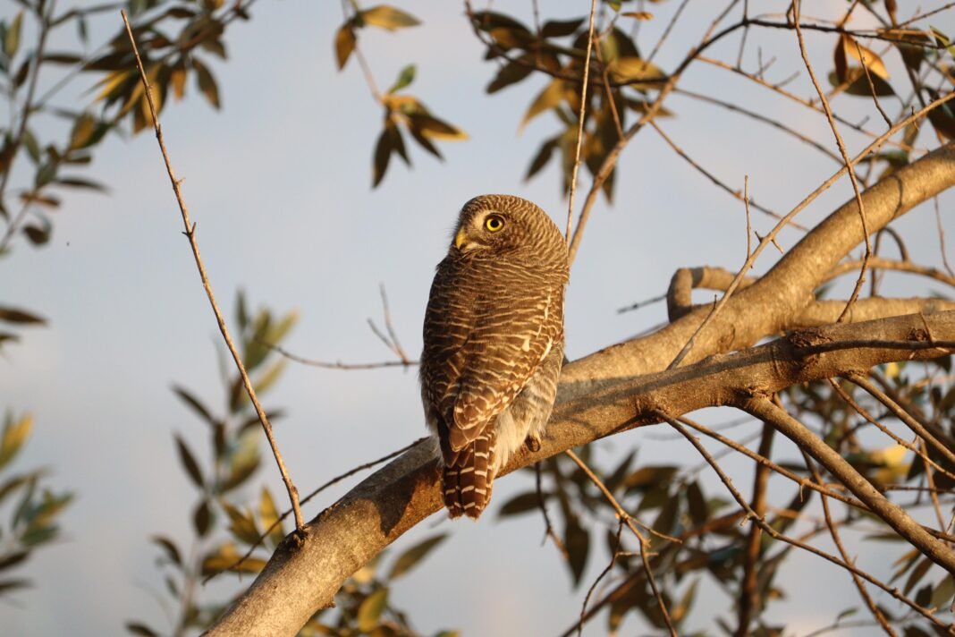 Asian Barred Owlet perched on a tree branch at Mendhar area of Poonch in Jammu and Kashmir on December 1, 2024