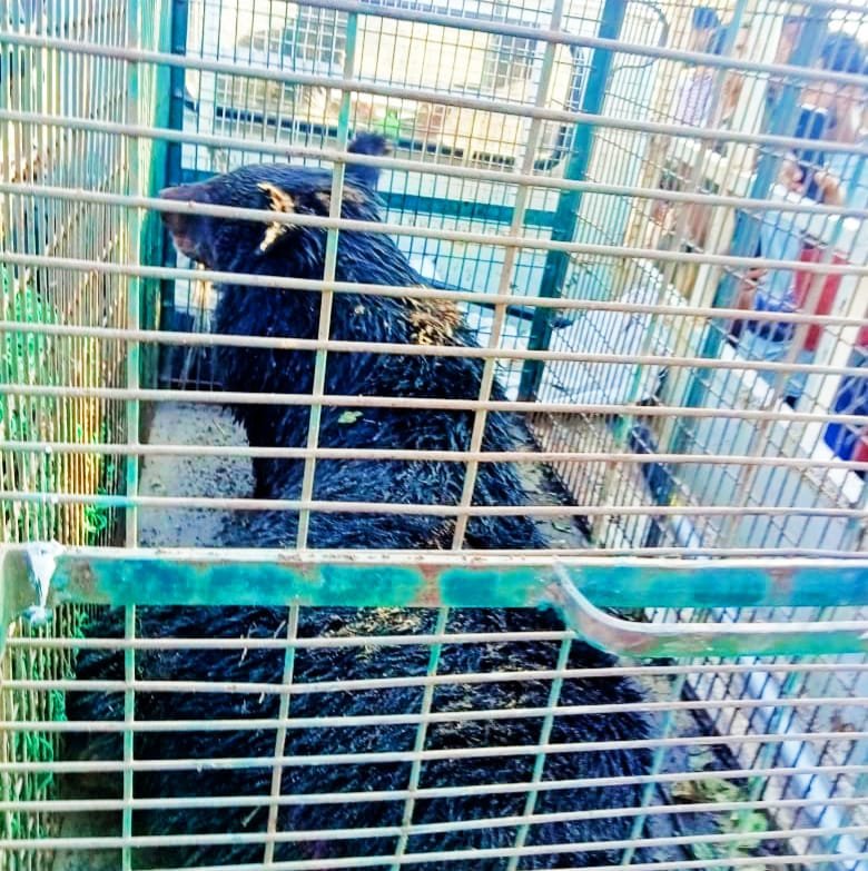 Black Bear captured at Baila, released in Tata Kutti Wildlife Sanctuary