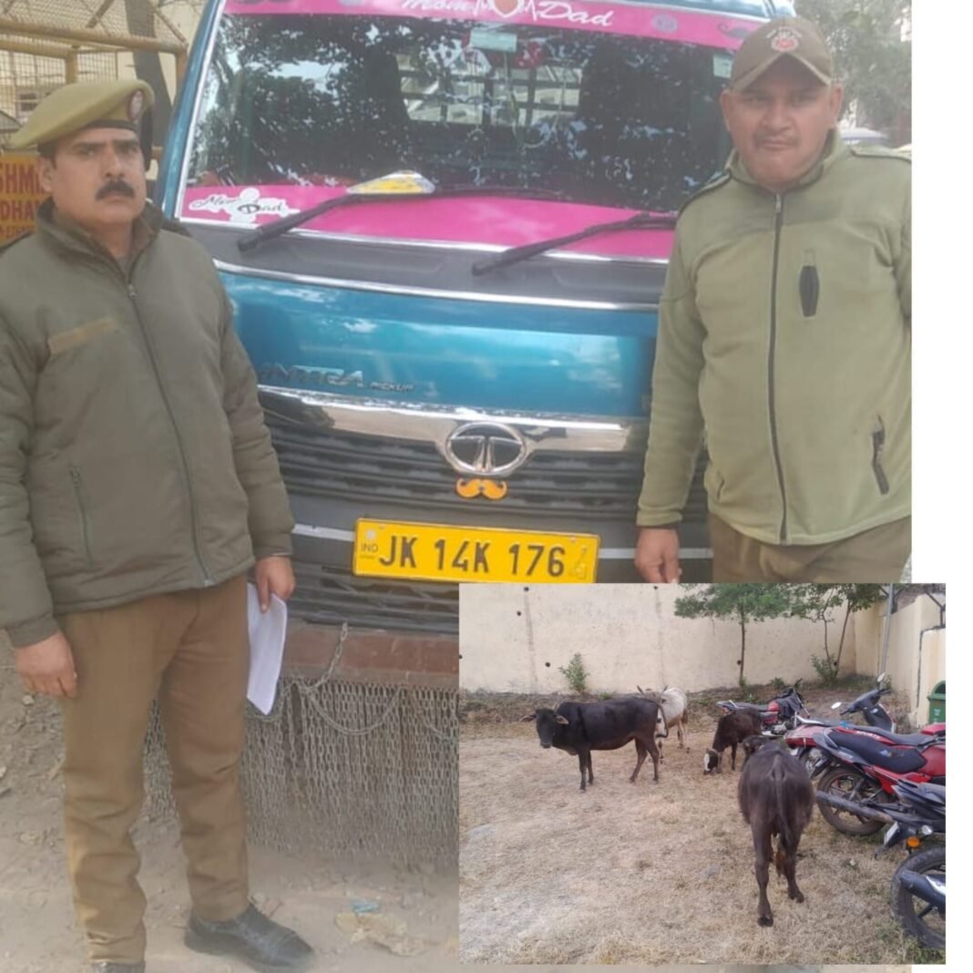 Two Bovine smuggling attempts foiled, 05 Bovines Rescued, 02 Accused arrested by Udhampur Police