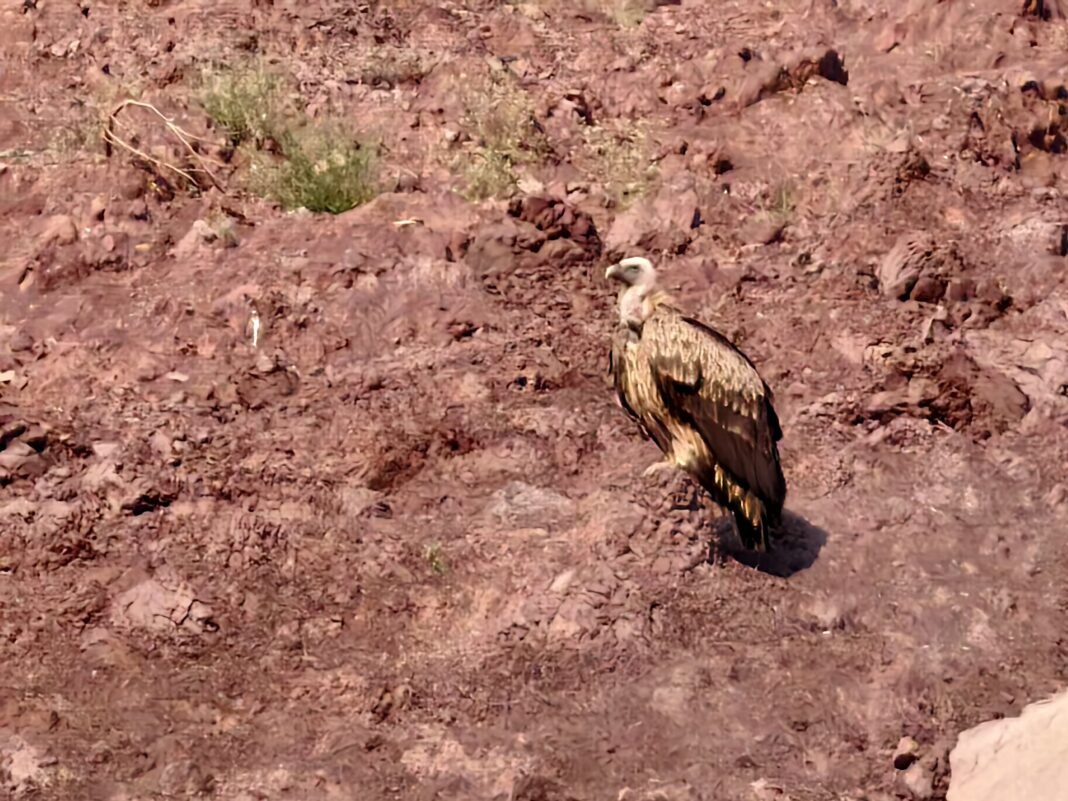 Vultures take refuge in Udhampur hills as cold wave, fog sweep plains