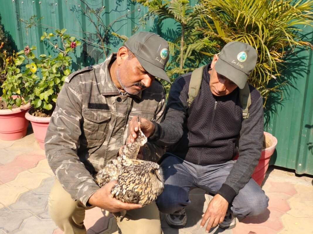 Injured owl rescued in Udhampur through community, wildlife department coordination