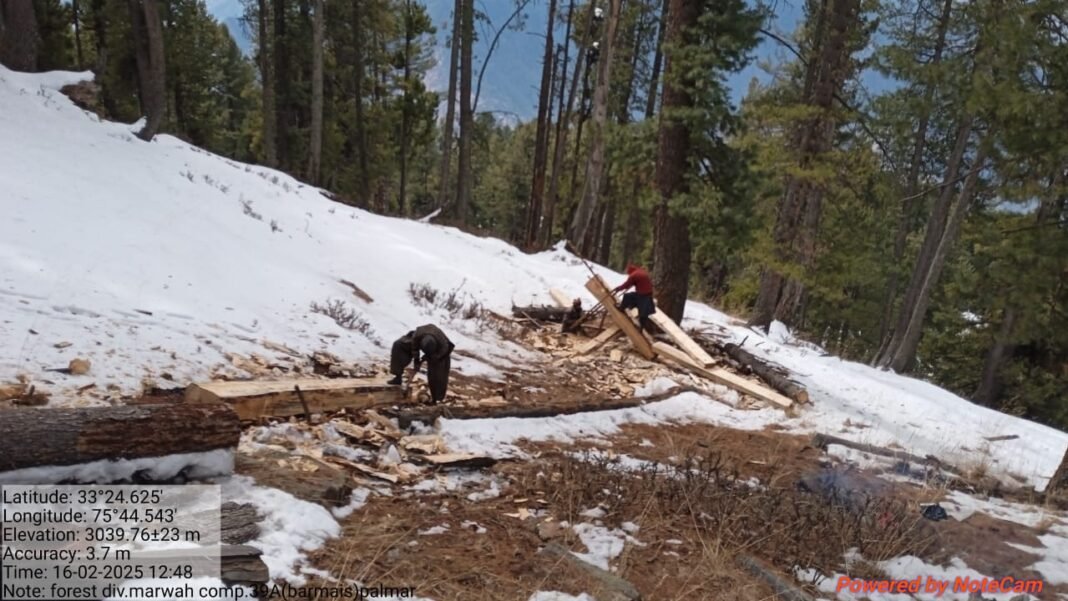 Allegations of illegal deforestation and mismanagement surface in Marwah