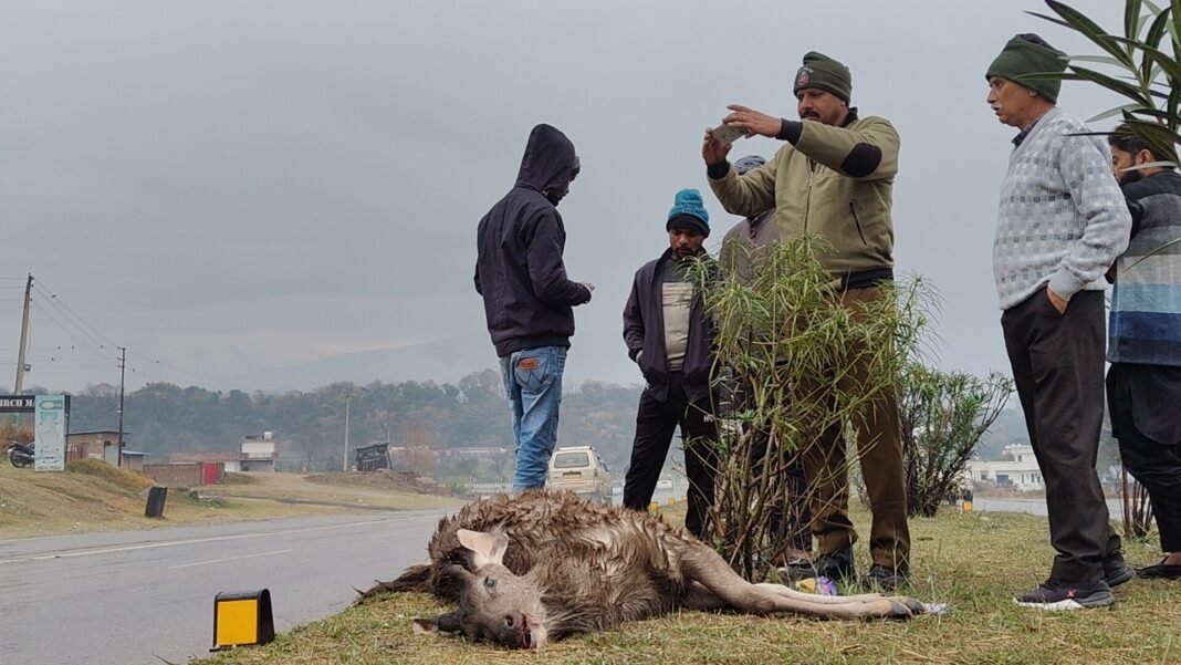 TRAGIC ACCIDENT: Sambar Deer Dies in Truck Crash on Jammu-Kashmir National Highway, Udhampur