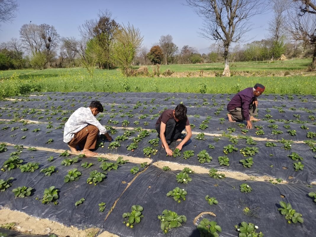 RAINFALL INFUSES NEW HOPE INTO UDHAMPUR STRAWBERRY FARMERS