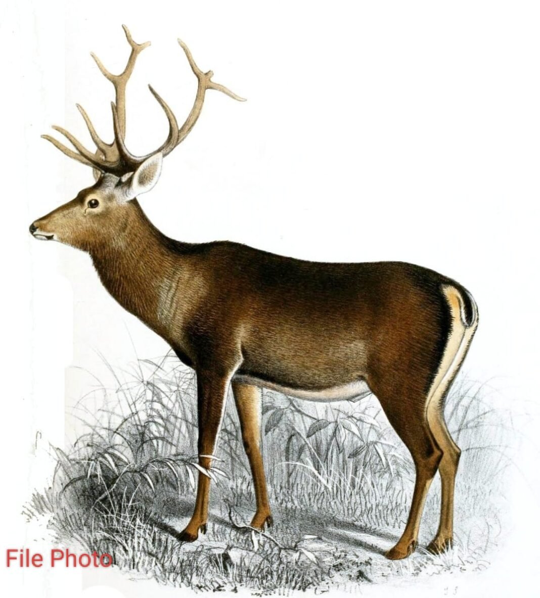 Kashmir’s endangered wildlife faces threat as grasslands shrink