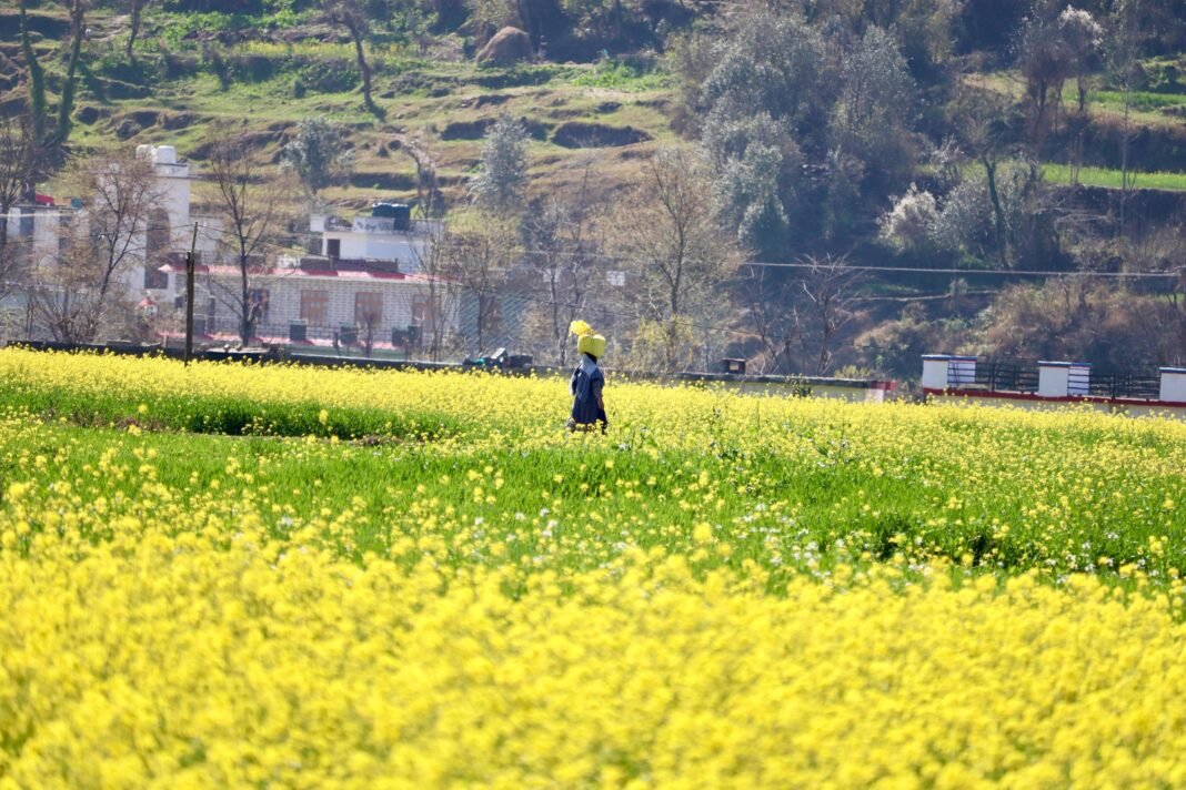 General view of blooming mustard field during the spring season in Mendhar area of Poonch