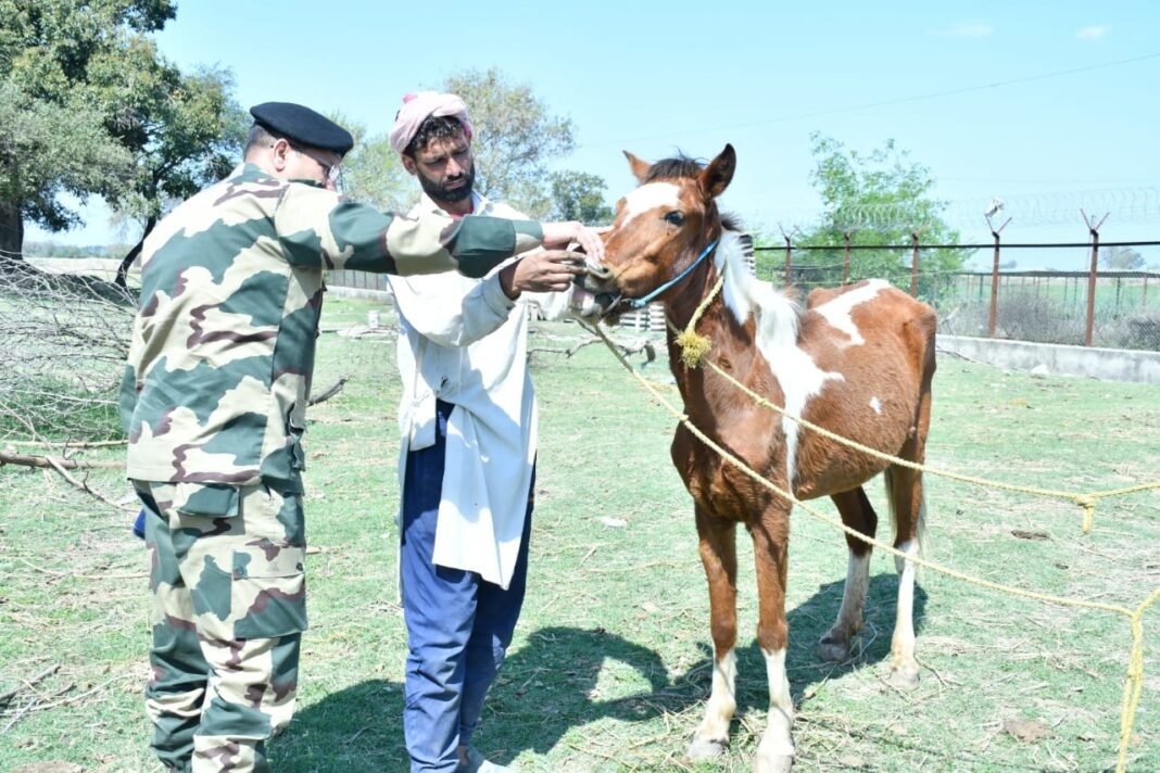 BSF JAMMU ORGANIZES VETERINARY CAMP FOR BORDER POPULATION AT ATTE-WALA-JHORA VILLAGE, R S PURA