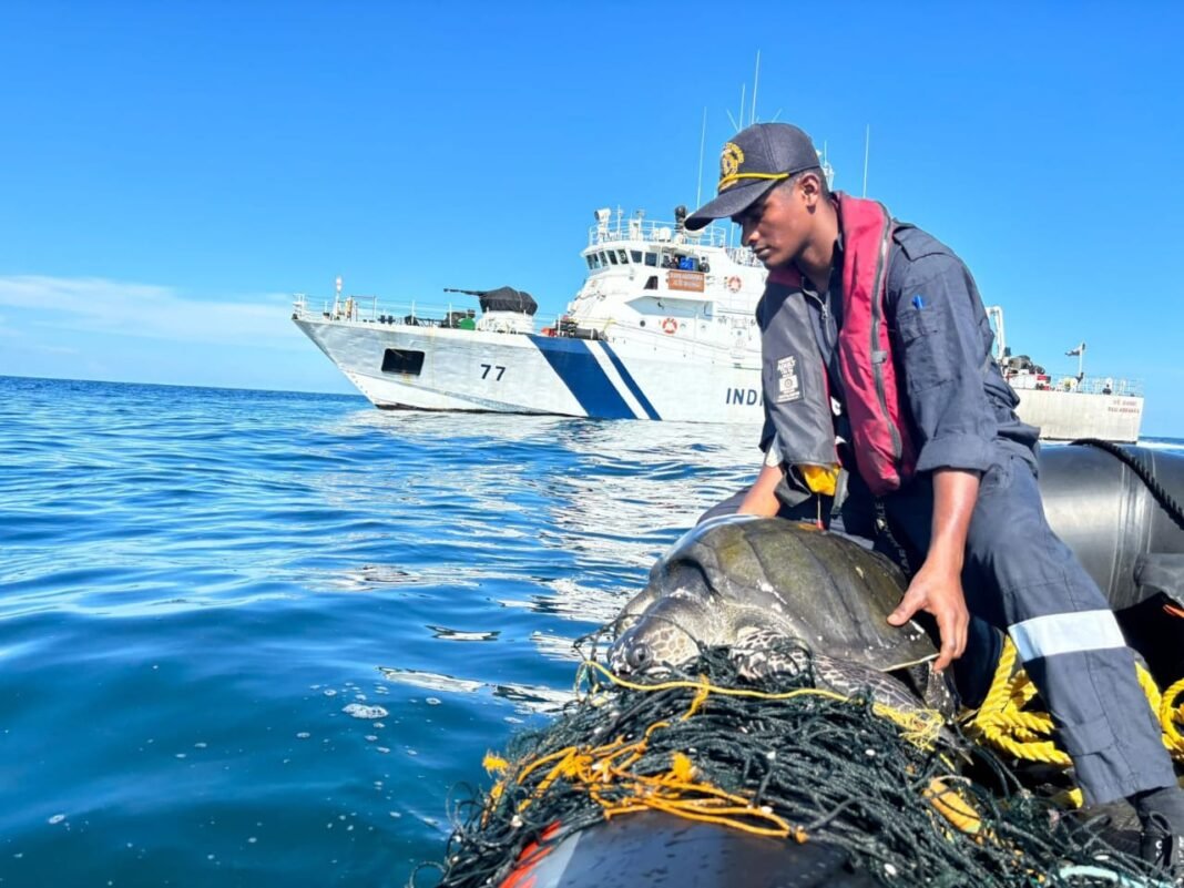 Operation Olivia: ICG protects over 6.98 lakh Olive Ridley Turtles along the Odisha Coastline