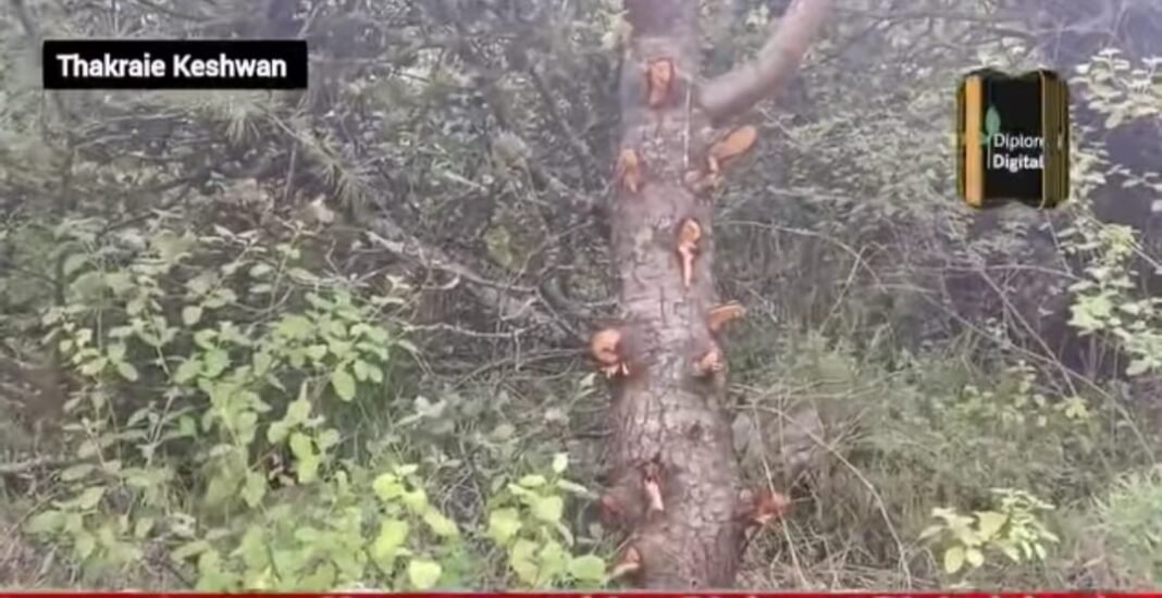 Rampant Timber Smuggling in Doda Forest Division Sparks Public Outcry