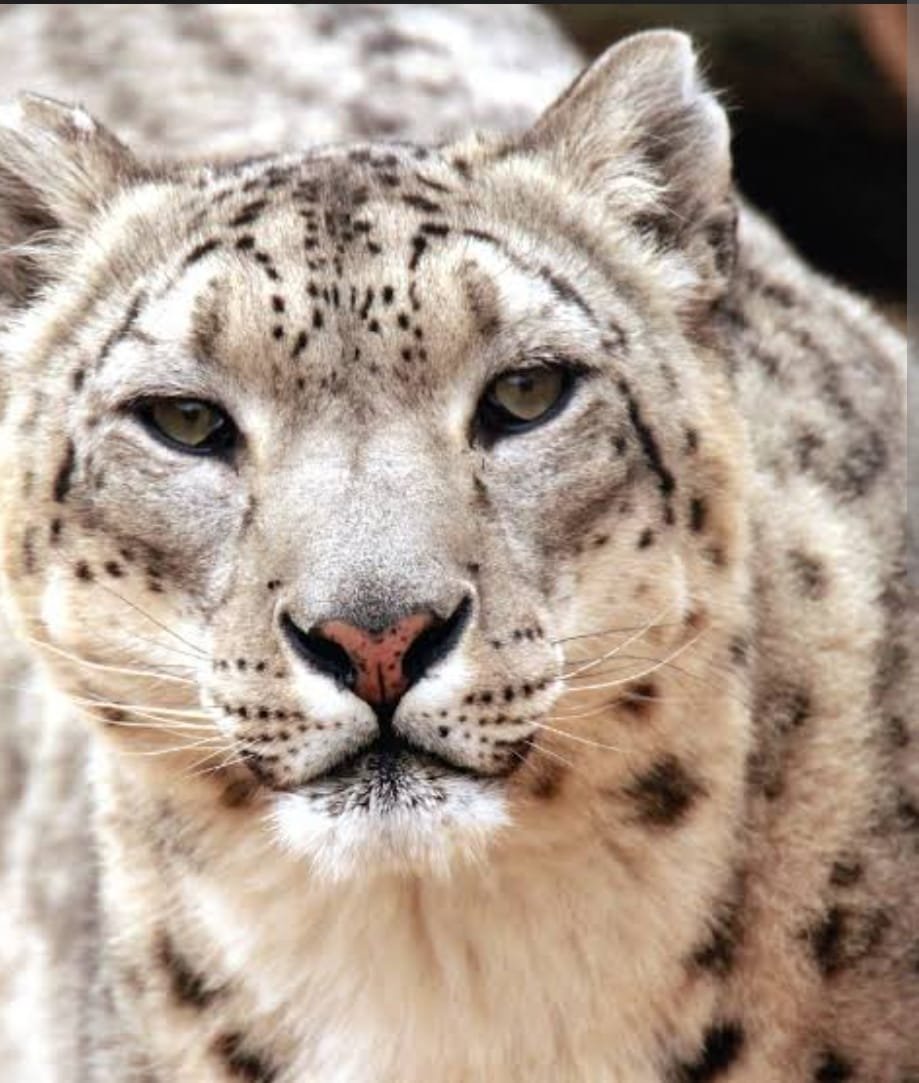 Snow Leopards Confirmed as Year-Round Residents in J&K: Landmark Study Brings New Hope for Conservation