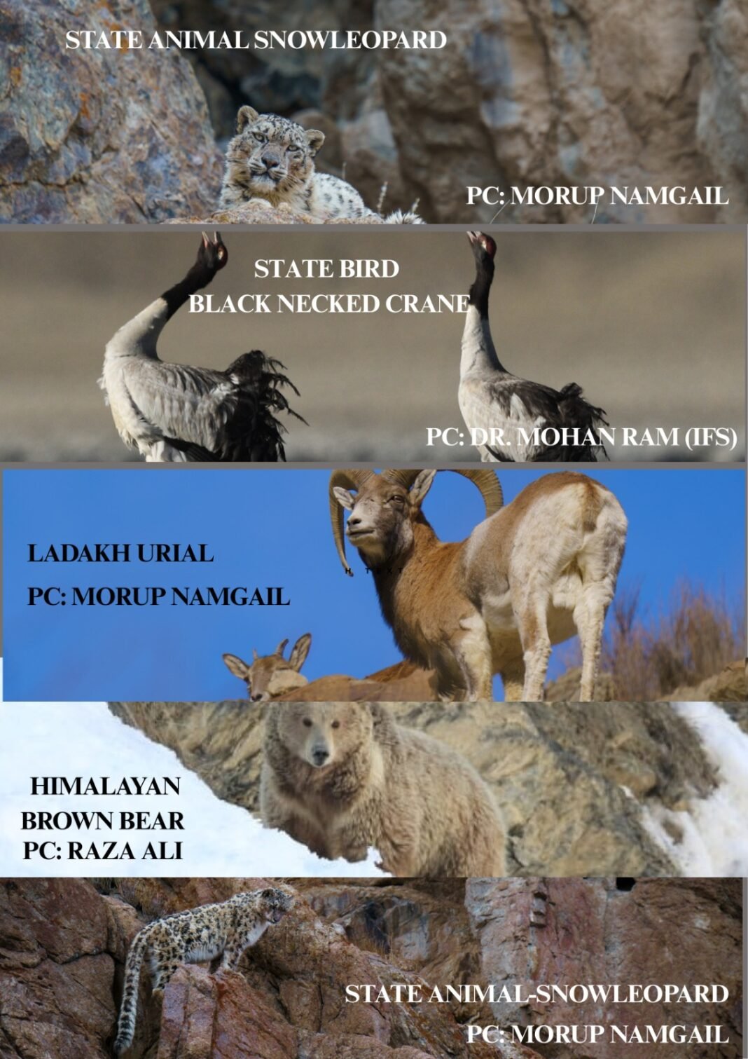 Wildlife Week- 2025 observed in Ladakh with Conservation & Community Engagement activities