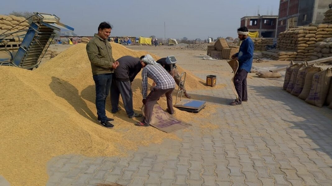 Paddy procurement touches record high in Jammu region